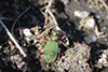 Cicindella campestris
